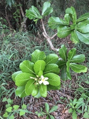 Himatanthus obovatus