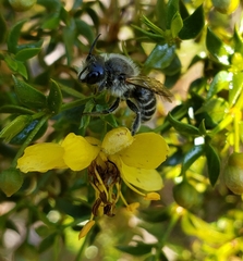 Larrea tridentata