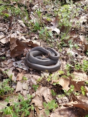 Coluber constrictor latrunculus