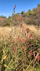 Justicia californica