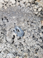 Diadophis punctatus stictogenys