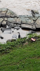 Nycticorax nycticorax
