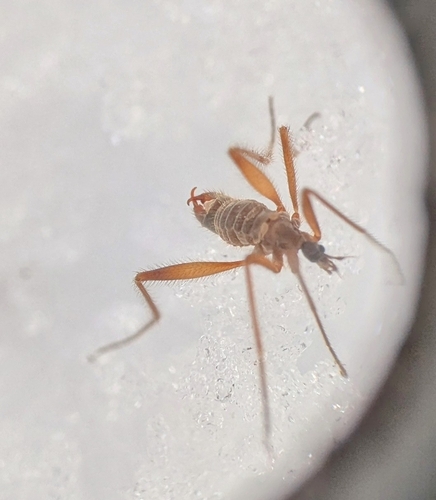 Unknown species found near Easton, NH, USA