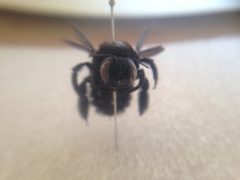 Xylocopa gualanensis