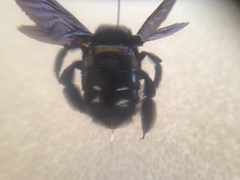 Xylocopa gualanensis