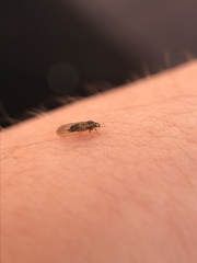 Cryptoneossa triangula