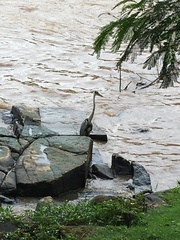 Ardea cocoi