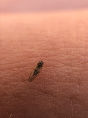 Cryptoneossa triangula