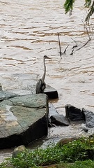 Ardea cocoi