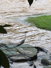 Ardea cocoi