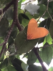 Lepidoptera