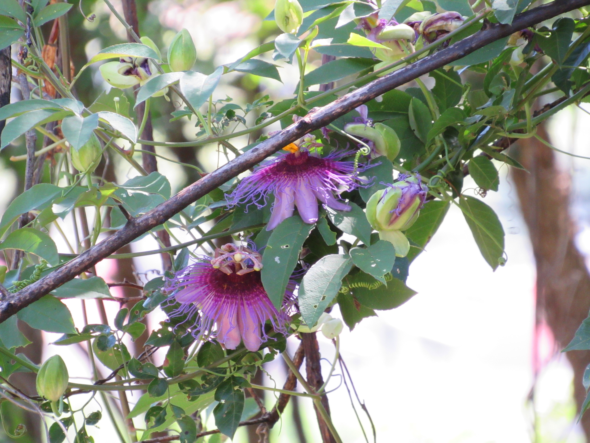 Passiflora cincinnata