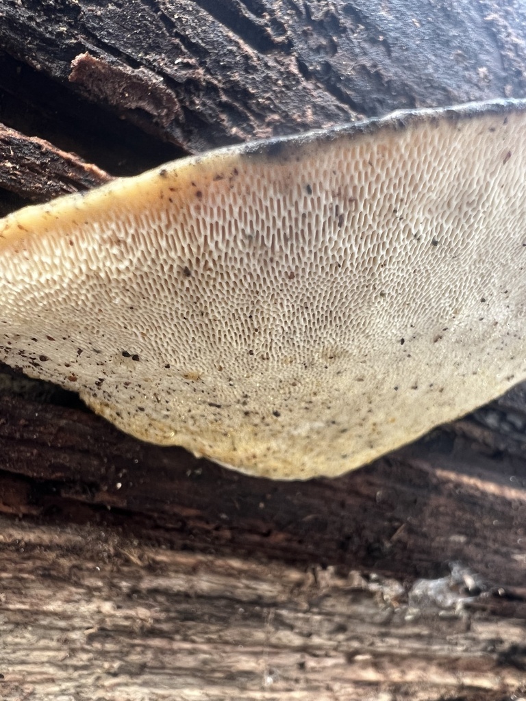 Trametes gibbosa · March 2026 · photo: © ryman56 (iNaturalist, cc0)