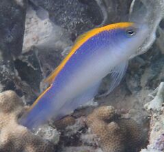 Sunrise Dottyback photo 3