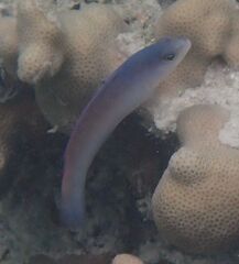 Sunrise Dottyback photo 4