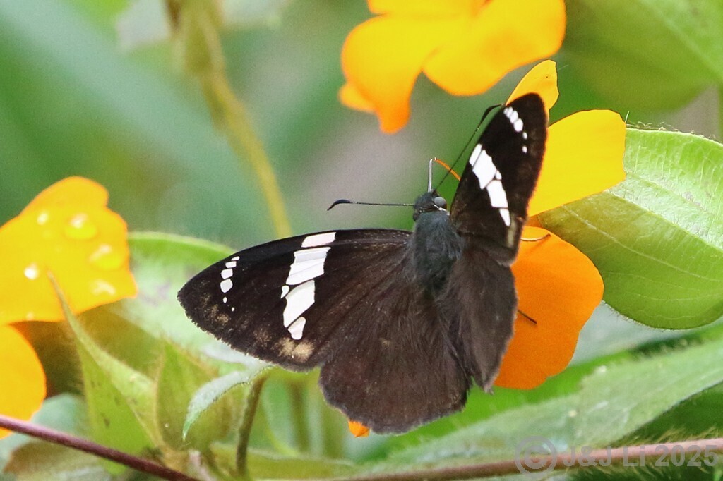 Celaenorrhinus cynapes