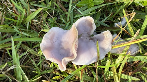 Clitocybe, 2026-02-26