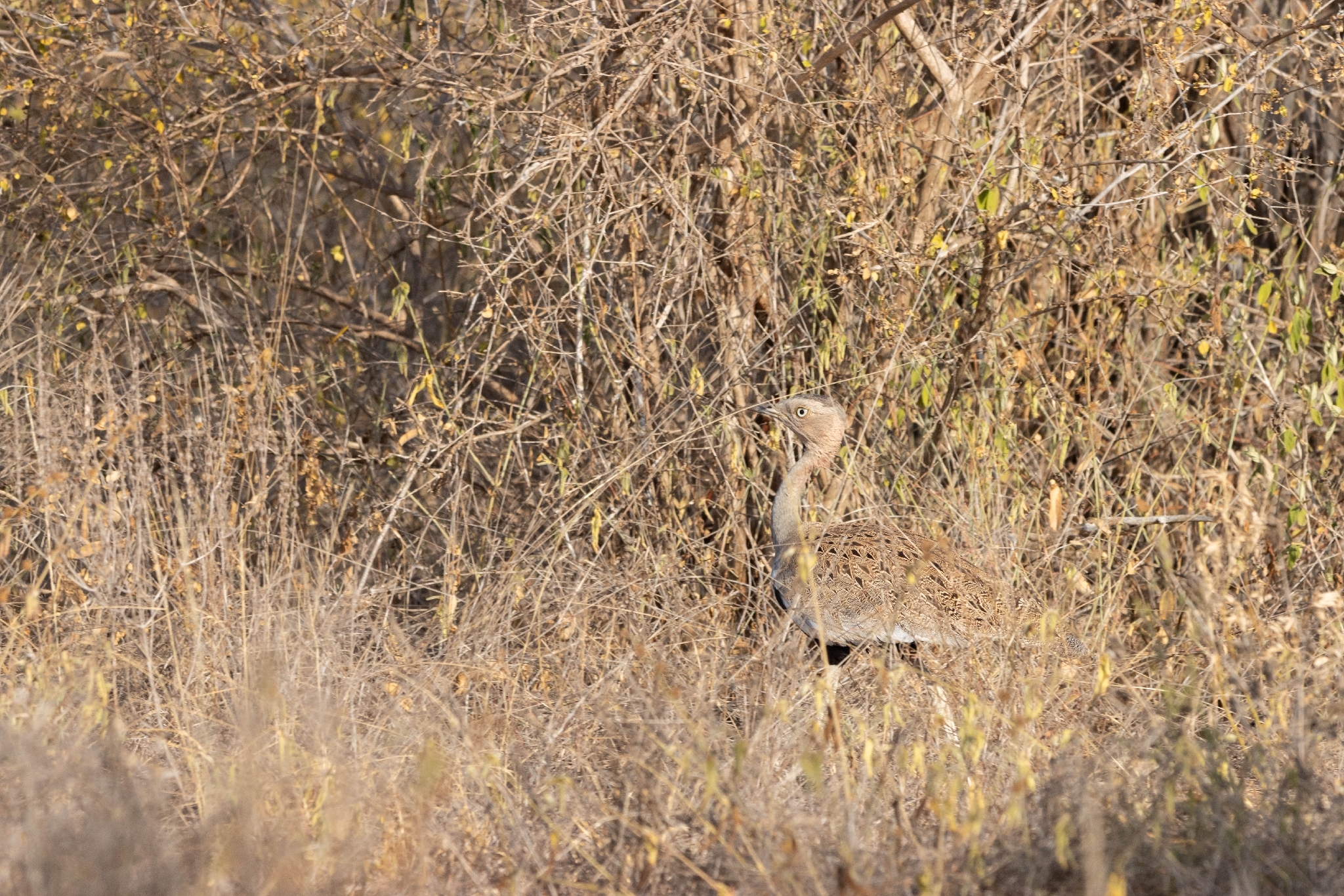 Buff-crested Bustard (Lophotis gindiana), photo 1