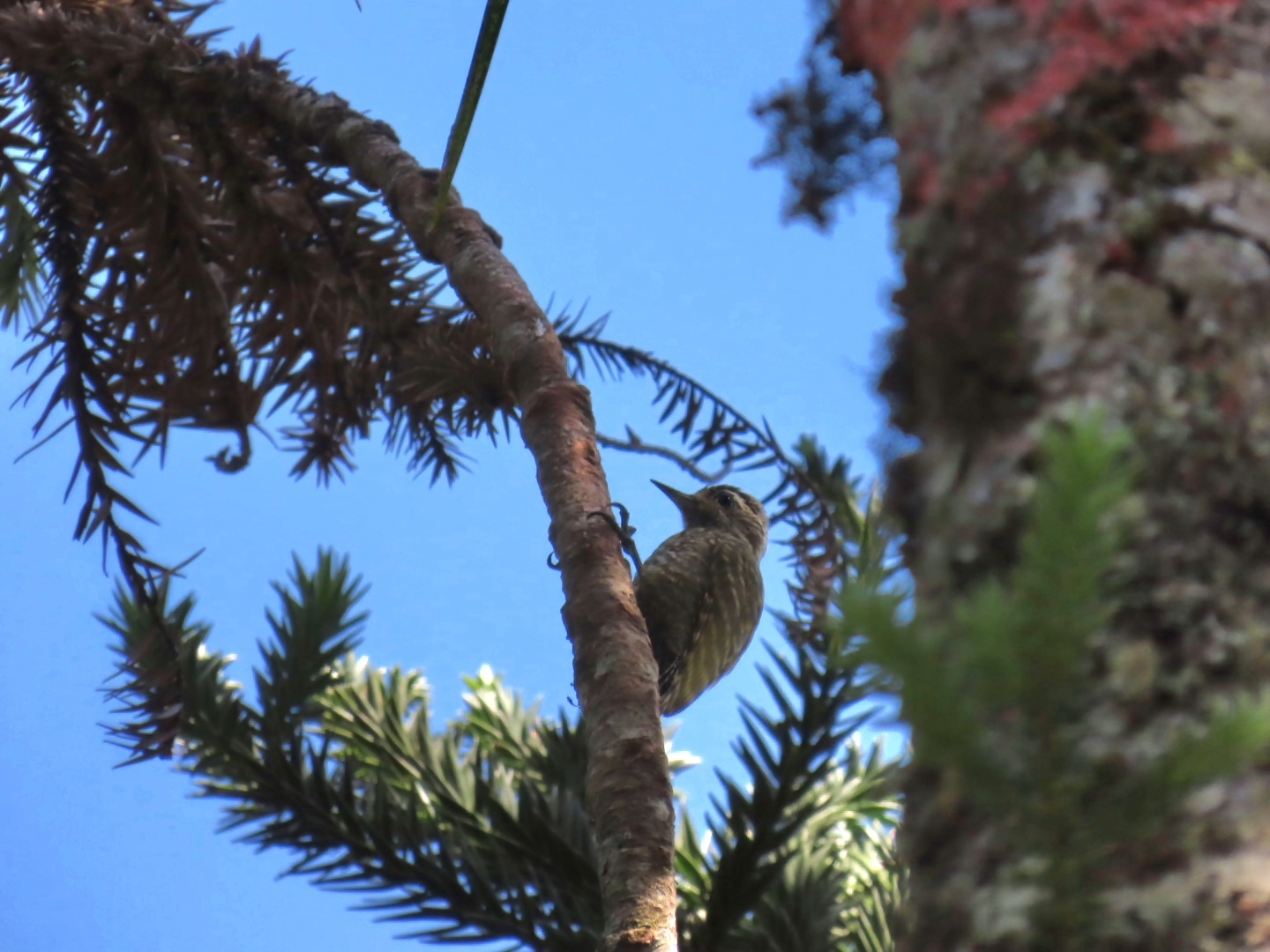 White-spotted Woodpecker (Veniliornis spilogaster), photo 6
