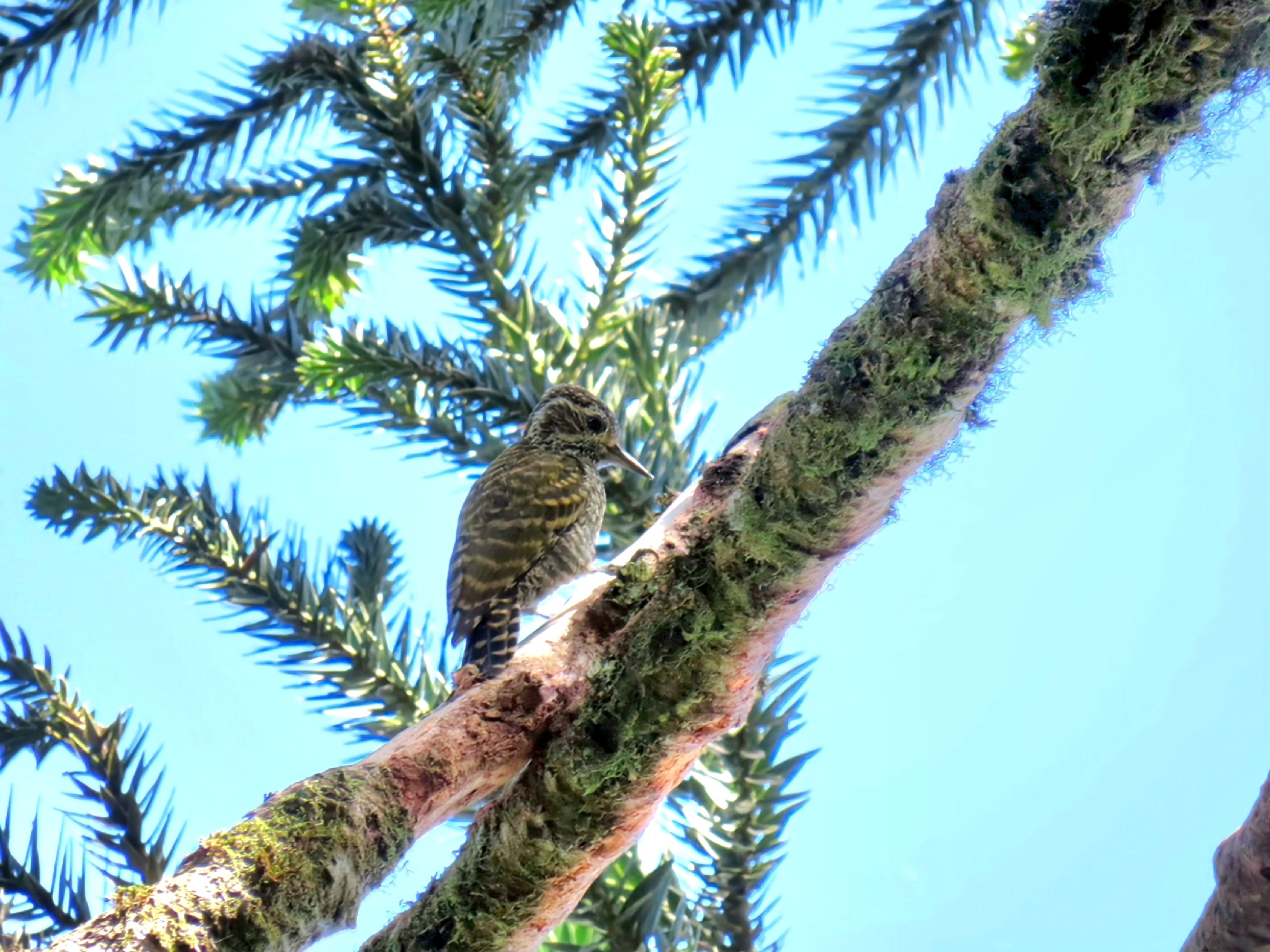 White-spotted Woodpecker (Veniliornis spilogaster), photo 7