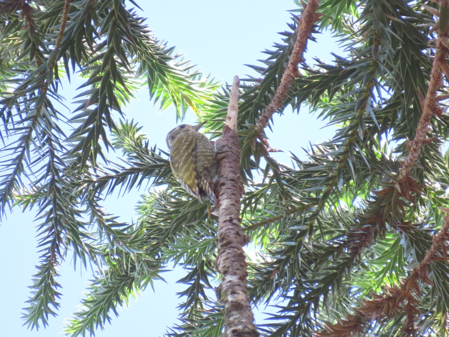 White-spotted Woodpecker (Veniliornis spilogaster), photo 8