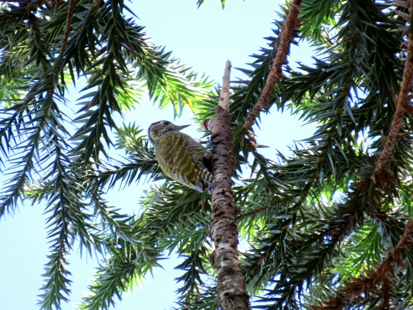 White-spotted Woodpecker (Veniliornis spilogaster), photo 9