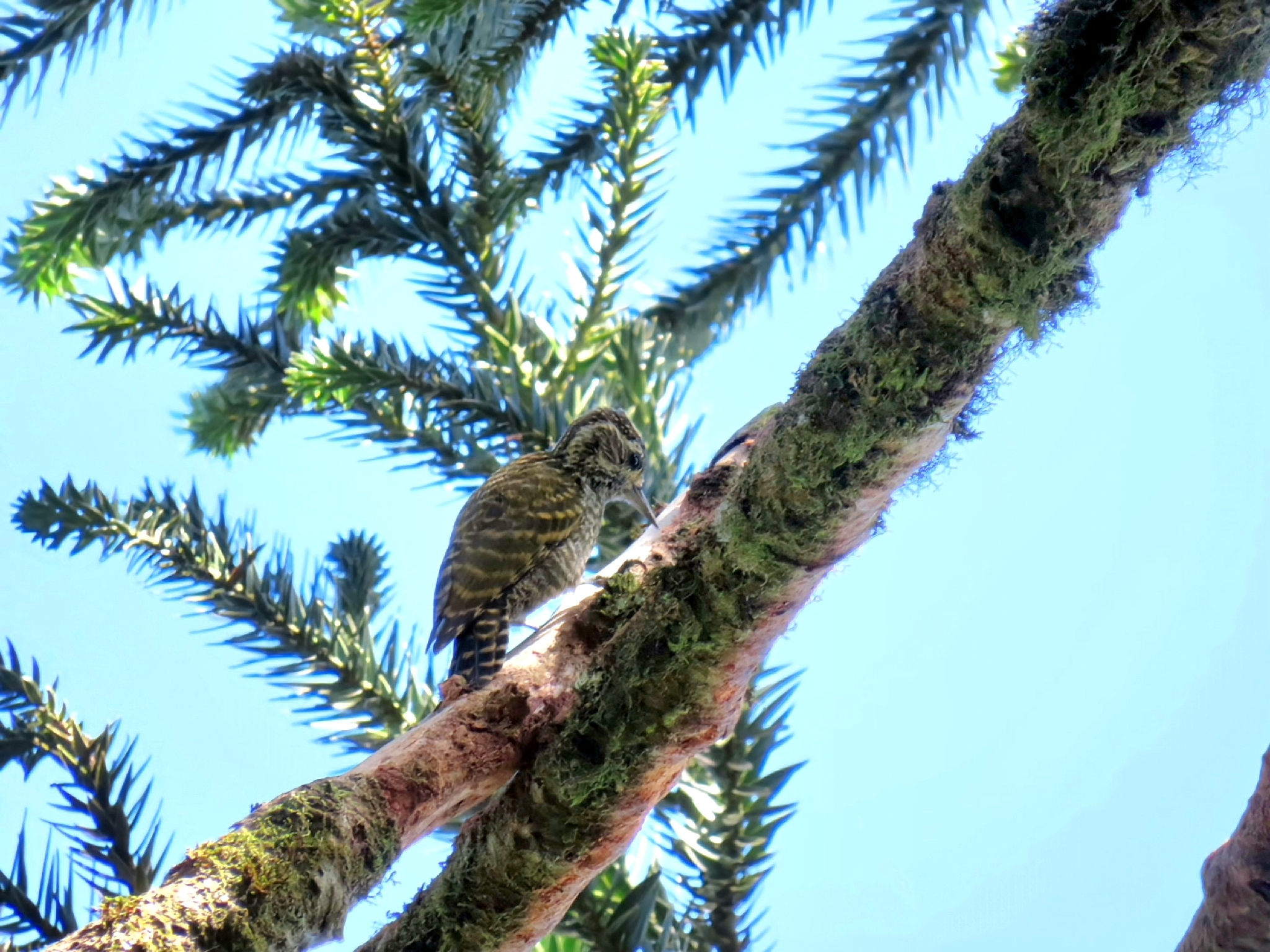 White-spotted Woodpecker (Veniliornis spilogaster), photo 10