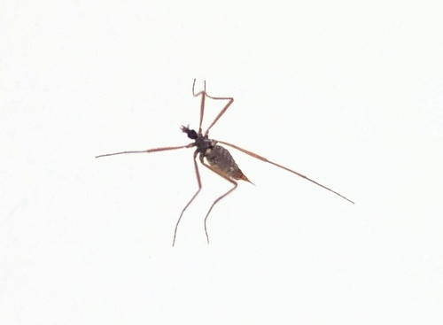 Unknown species found near Easton, NH, USA