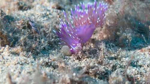Flabellina affinis