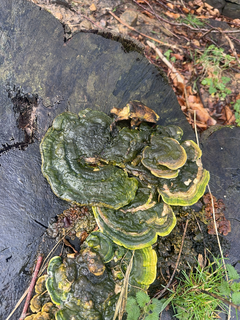 Trametes gibbosa · February 2026 · photo: © craignerrad (iNaturalist, cc-by)