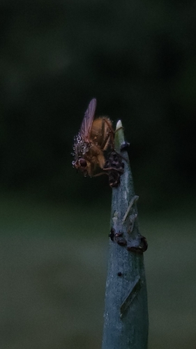 Unknown species found near Humboldt County, US-CA, US
