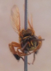 Tetragona ziegleri