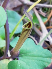 Aristolochia paucinervis