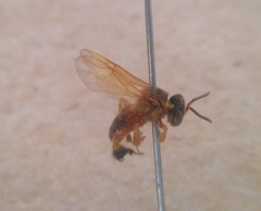 Tetragona ziegleri