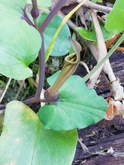Aristolochia paucinervis