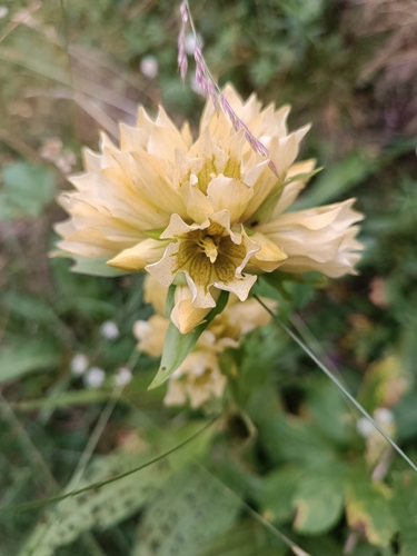 Burser's gentian (Gentiana burseri)