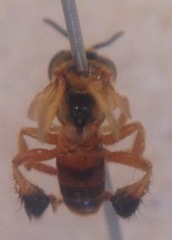 Tetragona ziegleri