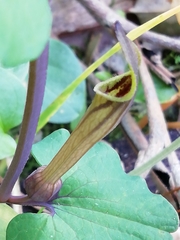 Aristolochia paucinervis