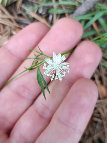lesser masterwort (Astrantia minor)