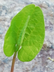 Aristolochia paucinervis