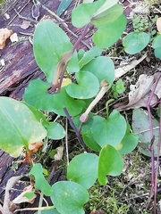Aristolochia paucinervis