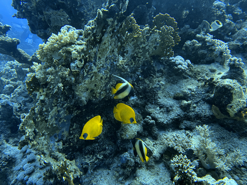 Chaetodon semilarvatus