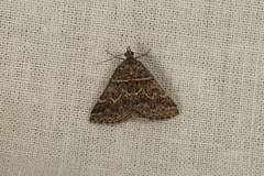 Dichromodes explanata