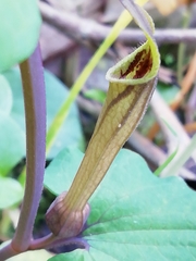 Aristolochia paucinervis
