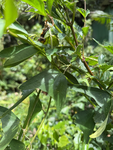 twoflower passionflower (Passiflora biflora)