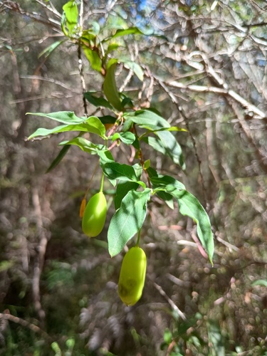 Common Apple-berry (Billardiera mutabilis)