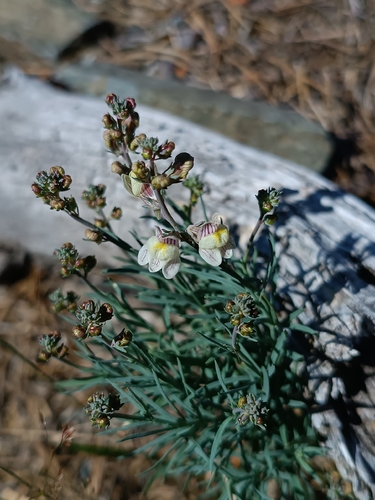 Pale Toadflax (Linaria repens)