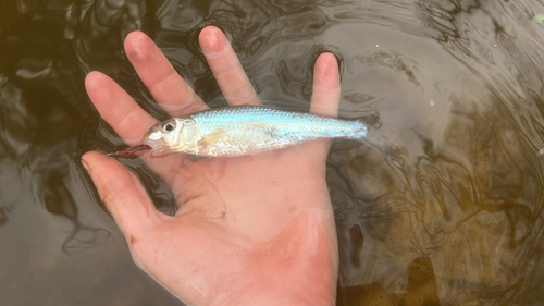 Silver chub (Macrhybopsis storeriana) — Cyprinidae — 5