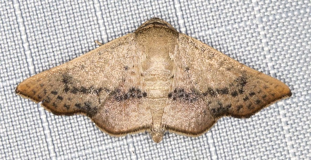 Herimba centiginosa