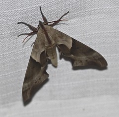 Coequosa australasiae
